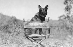Rin Tin Tin Rin Tin Tin