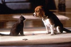 A cat and a dog in Cats and Dogs. A cat and a dog in Cats and Dogs.
