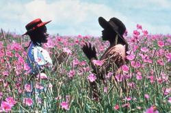 Steven Spielberg's The Color Purple. Steven Spielberg's The Color Purple.
