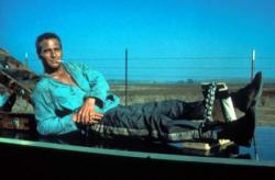 The cool Paul Newman in Cool Hand Luke