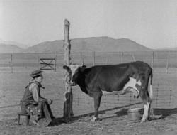 Buster Keaton tries milking a cow in Go West. Buster Keaton tries milking a cow in Go West.