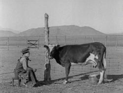 Buster Keaton tries milking a cow in Go West.