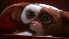 Put a Gizmo in your stocking this Christmas.