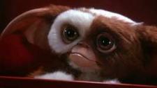 Put a Gizmo in your stocking this Christmas. Put a Gizmo in your stocking this Christmas.