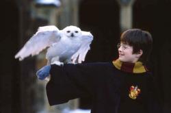 Daniel Radcliffe in Harry Potter and the Sorcerer's Stone.