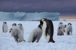 March of the Penguins