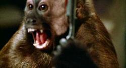 Boo in Monkey Shines. Boo in Monkey Shines.