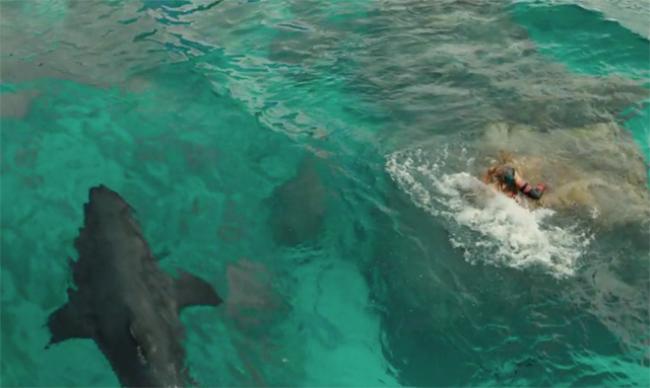 Who knew sharks were so patient. Who knew sharks were so patient.