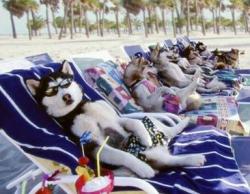 Snow Dogs Snow Dogs