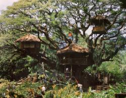 The elaborate treehouse built for Swiss Family Robinson.