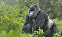 One of just 800 mountain gorillas left in the world in Virunga.